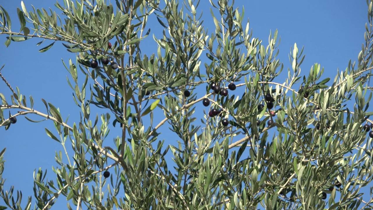 Şırnak'ta Don Zeytin Rekoltesini Sildi: “Tam Anlamıyla Sıfır Verim” 3 Şırnak'ta Don Zeytin Rekoltesini Sildi: “Tam Anlamıyla Sıfır Verim”