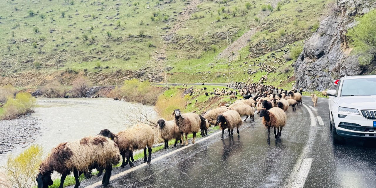 Yaklaşık 1 Milyon Küçükbaş Yaylardan Ovalara İniyor