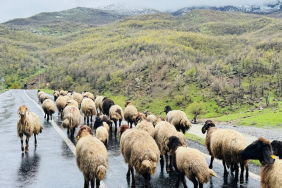 yayla göçer Yaklaşık 1 Milyon Küçükbaş Yaylardan Ovalara İniyor