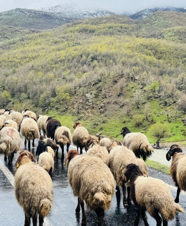 yayla göçer Yaklaşık 1 Milyon Küçükbaş Yaylardan Ovalara İniyor