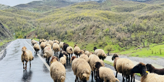 Yaklaşık 1 Milyon Küçükbaş Yaylardan Ovalara İniyor