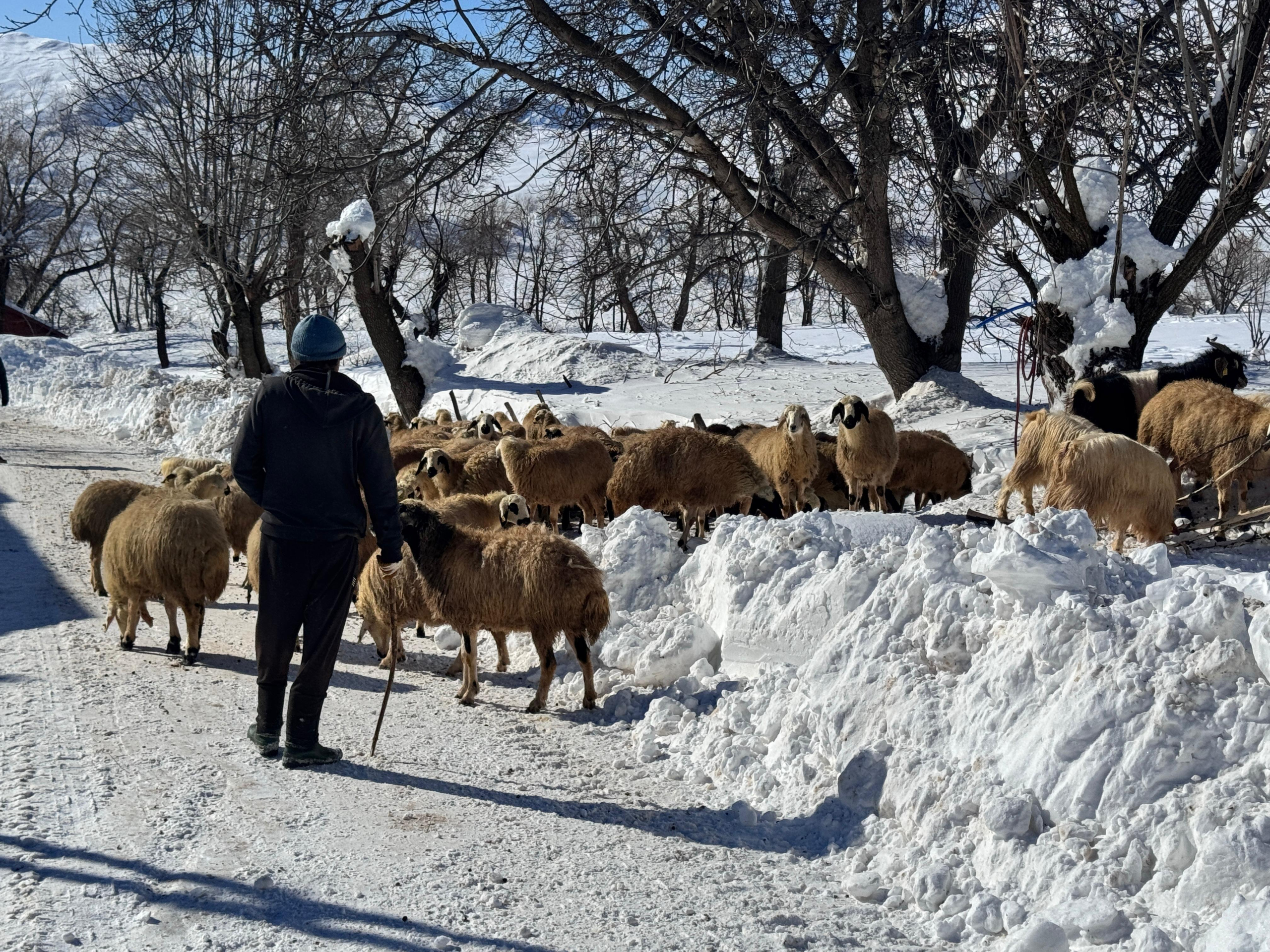 Atanamayan Öğretmen Adayı Köyüne Dönüp Hayvancılığa Başladı