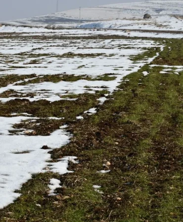 guneydoguda-etkili-olan-kar-yagisi-ciftciyi-sevindirdi4