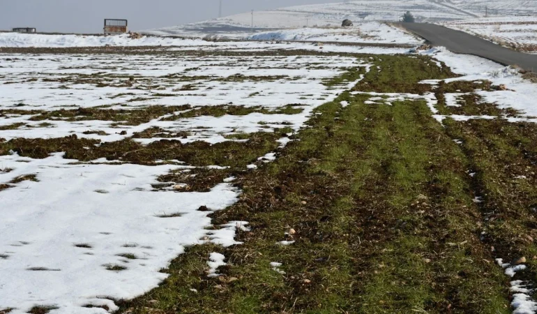 Kuraklığın Ardından Kar Umudu: Güneydoğu’da Rekolte Beklentisi Yükseldi