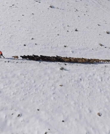 365735815-1769972817