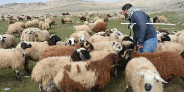 diyarbakirda-hayvancilik-alarm-veriyor1