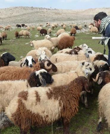 diyarbakirda-hayvancilik-alarm-veriyor1