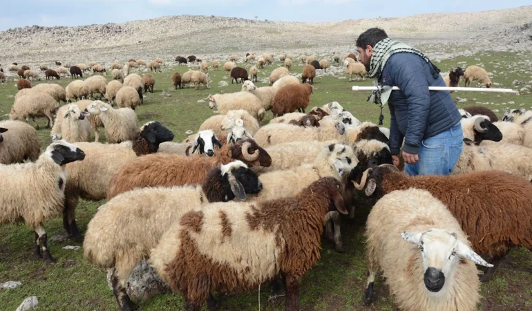 Diyarbakır’da Hayvancılık Alarm Veriyor