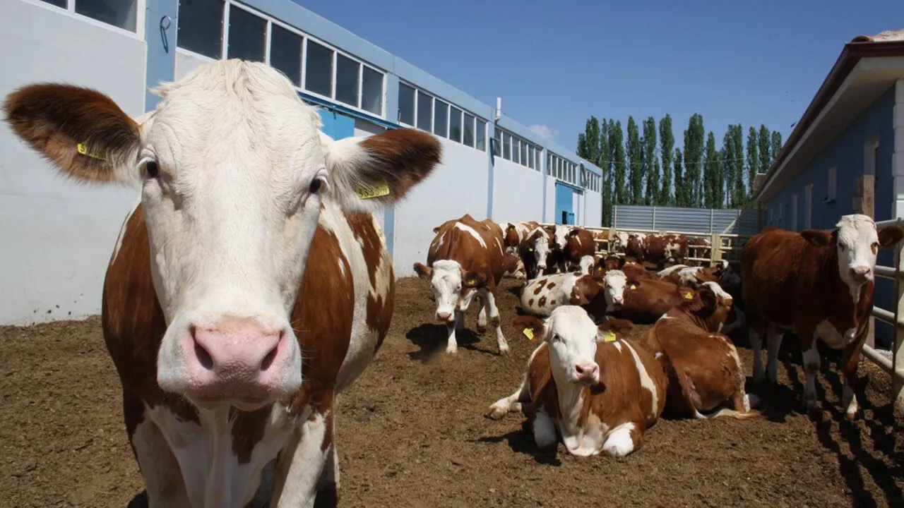 Diyarbakır’da Hayvancılık Alarm Veriyor