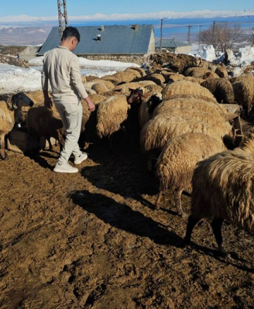 suphan-daginin-eteginde-zorlu-hayvancilik-mucadelesi-1