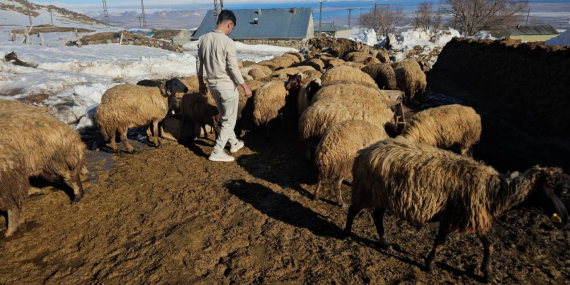 Sert Kış Besiciyi Vurdu: Hayvanlar Meraya Çıkamıyor