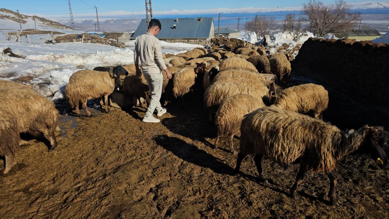 suphan-daginin-eteginde-zorlu-hayvancilik-mucadelesi-1