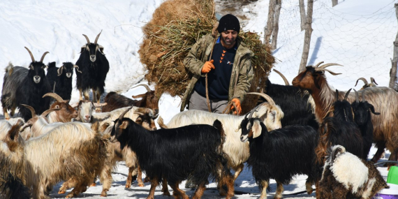 Şırnak’ta Keçi Besiciliği Göçe Yenik Düşüyor