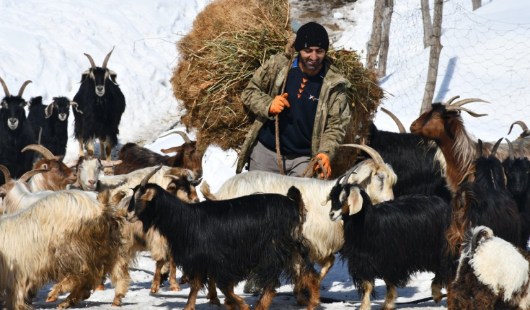 Şırnak’ta Keçi Besiciliği Göçe Yenik Düşüyor