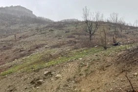 Diyarbakır’da Ağaç Tartışması: “Gençleştirme mi, Katliam mı?”