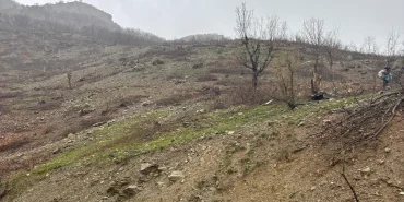 Diyarbakır’da Ağaç Tartışması: “Gençleştirme mi, Katliam mı?”