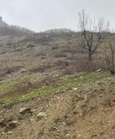 Diyarbakır’da Ağaç Tartışması: “Gençleştirme mi, Katliam mı?”