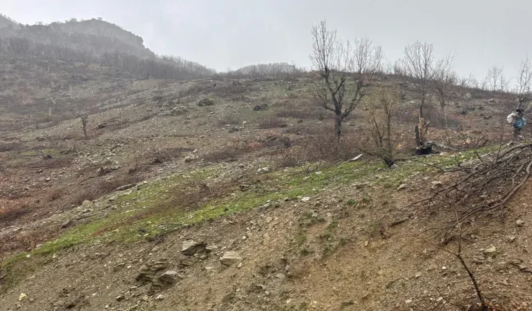 Diyarbakır’da Ağaç Tartışması: “Gençleştirme mi, Katliam mı?”